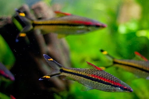 Read more about the article Cá Tên Lửa (Hồng Mi Ấn Độ) – Cách nuôi và chăm sóc