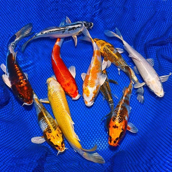 Read more about the article Những điều thú vị về cá chép Koi bướm