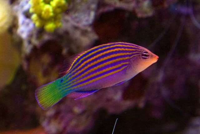 Danh sách các loại cá cảnh biển - phần I 10 Hình ảnh cá Mó Tím