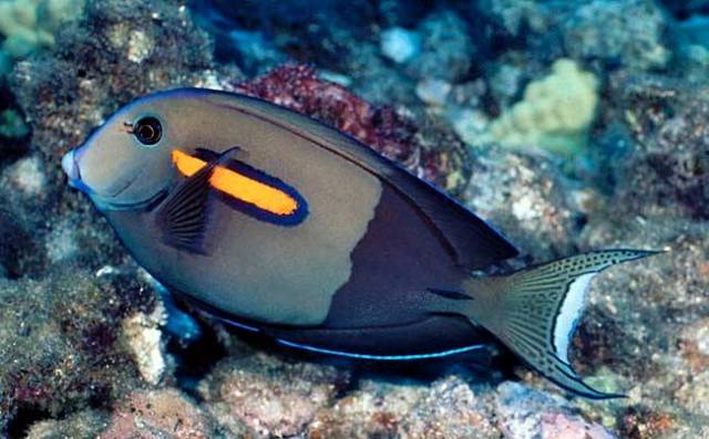 Danh sách các loại cá cảnh biển - phần I 11 Hình ảnh Cá Bắp Nẻ Ngòi Bút