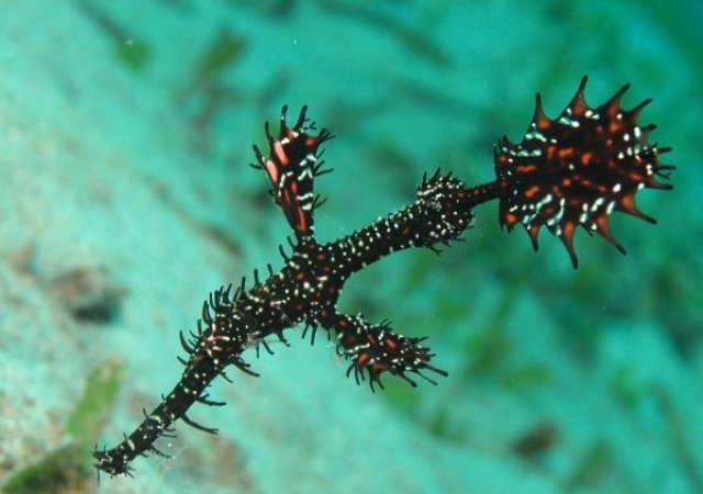 Danh sách các loại cá cảnh biển - phần I 13 Hình ảnh Cá Chìa Vôi