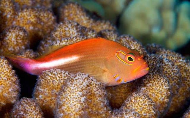 Danh sách các loại cá cảnh biển - phần I 14 Hình ảnh Cá Bống Hồng