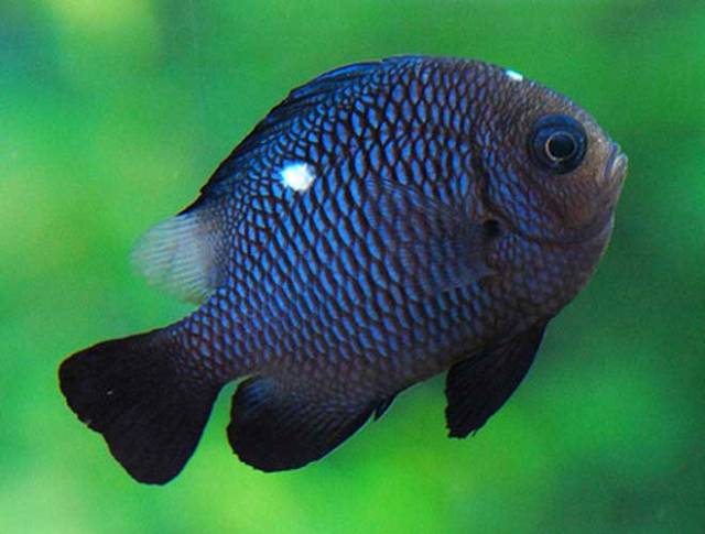 Danh sách các loại cá cảnh biển - phần I 16 Hình ảnh Cá Domino