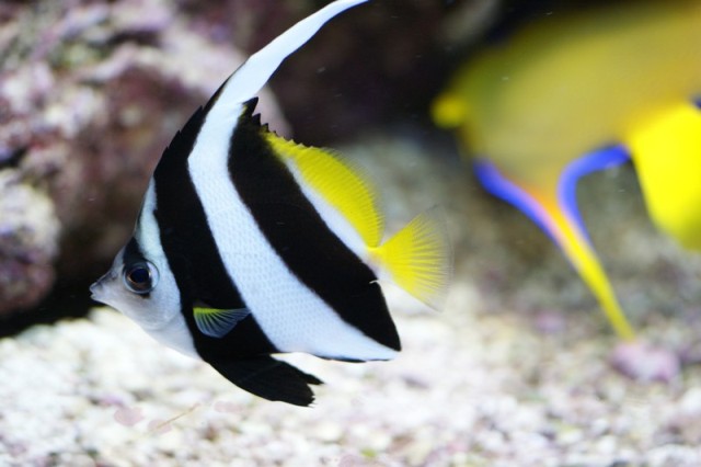 Danh sách các loại cá cảnh biển - phần I 18 Hình ảnh Cá Chim Cờ Đuôi Vàng