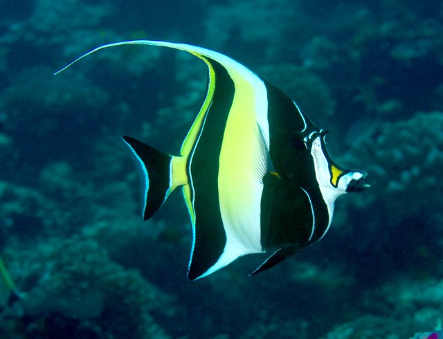 Danh sách các loại cá cảnh biển - phần I 19 Hình ảnh Cá Thù Lù