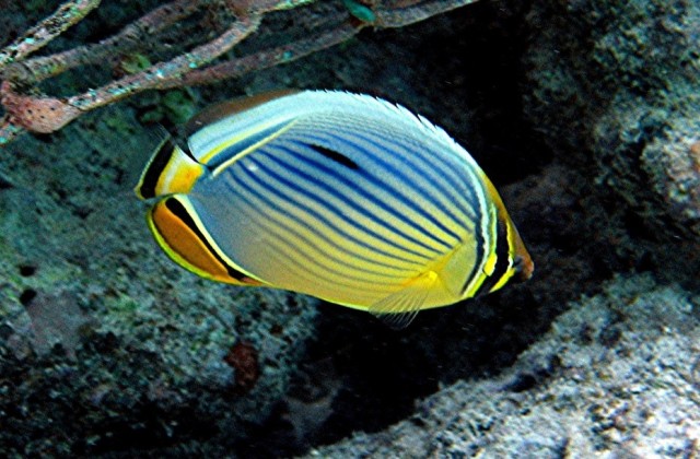 Danh sách các loại cá cảnh biển - phần I 20 Hình ảnh Cá Đào Lá Mít