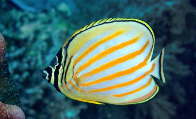 Danh sách các loại cá cảnh biển - phần I 21 Hình ảnh Cá Đào Hoàng Đế