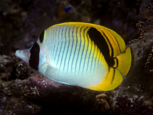 Danh sách các loại cá cảnh biển - phần I 22 Hình ảnh Cá Đào Xéo