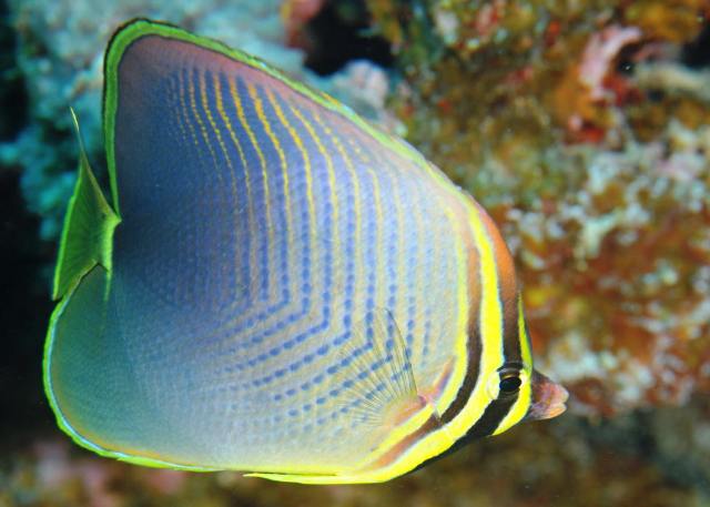 Danh sách các loại cá cảnh biển - phần I 23 Hình ảnh Cá Đào Chocolate