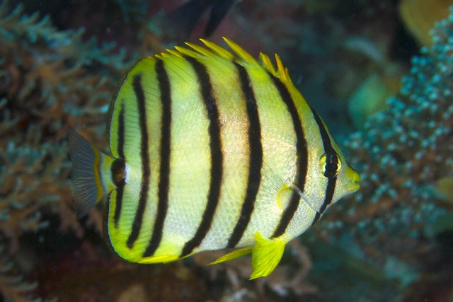 Danh sách các loại cá cảnh biển - phần I 24 Hình ảnh Cá Đào Ngựa Vằn