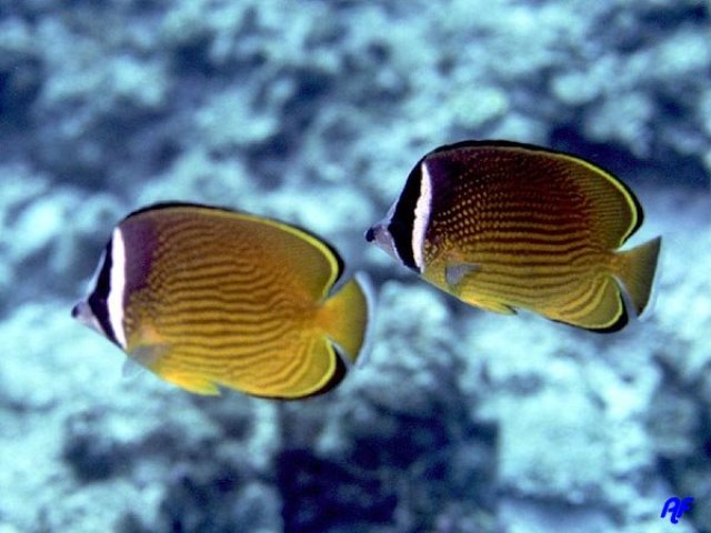 Danh sách các loại cá cảnh biển - phần I 25 Hình ảnh Cá Đào Mặt Cáo