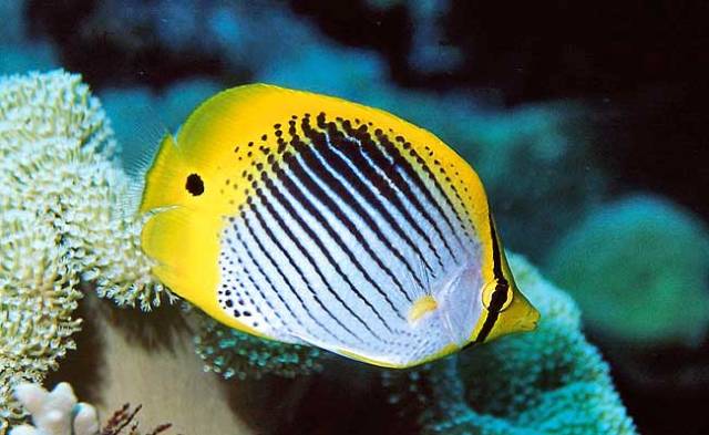 Danh sách các loại cá cảnh biển - phần I 26 Hình ảnh Cá Đào Xéo Chấm Đuôi