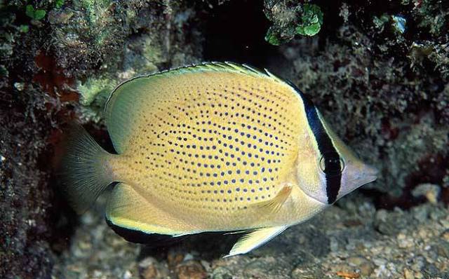 Danh sách các loại cá cảnh biển - phần I 27 Hình ảnh Cá Đào Kem