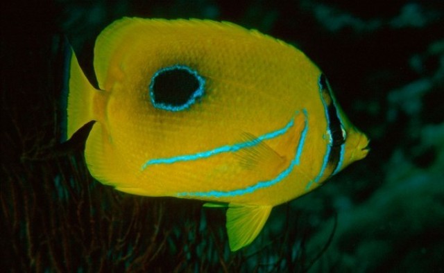 Danh sách các loại cá cảnh biển - phần I 28 Hình ảnh Cá Đào Mặt Trăng