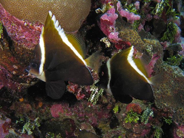 Danh sách các loại cá cảnh biển - phần I 3 Hình ảnh cá Chim Cờ Dơi