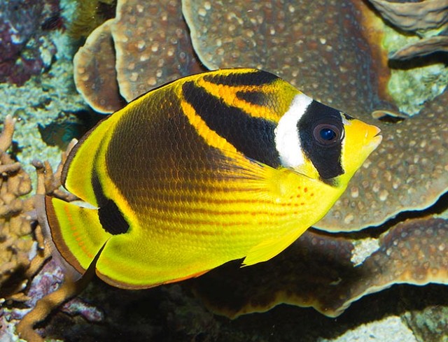 Danh sách các loại cá cảnh biển - phần I 32 Hình ảnh Cá Đào Mặt Gấu