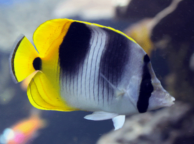 Danh sách các loại cá cảnh biển - phần I 33 Hình ảnh Cá Đào Hải Quân