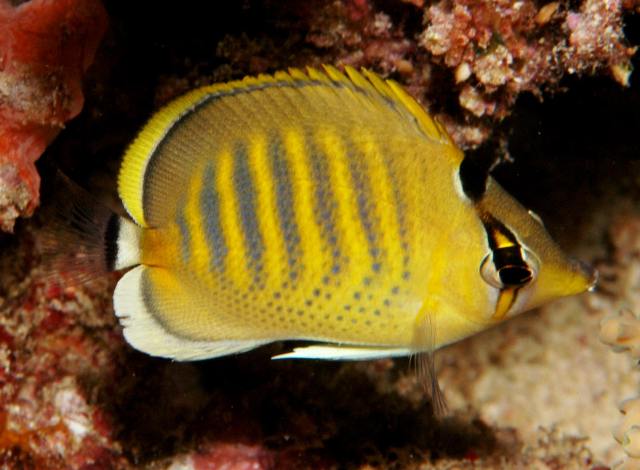 Danh sách các loại cá cảnh biển - phần I 34 Hình ảnh Cá Đào Sọc Cam