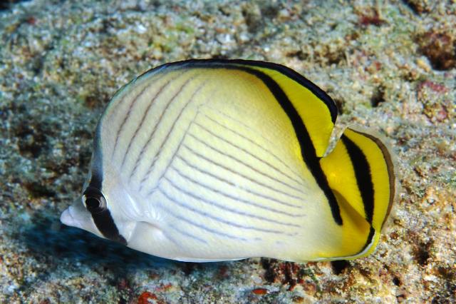 Danh sách các loại cá cảnh biển - phần I 35 Hình ảnh Cá Đào Chéo Đuôi Đen