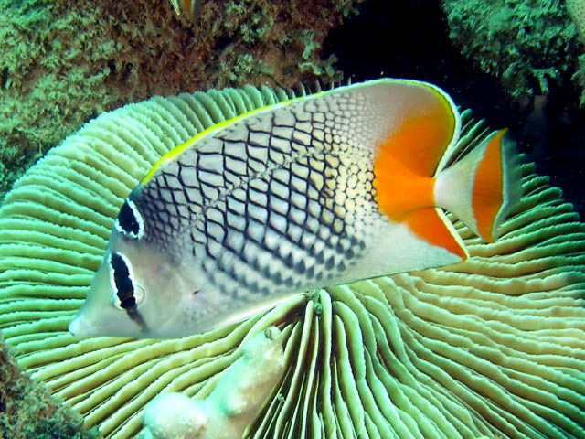 Danh sách các loại cá cảnh biển - phần I 36 Hình ảnh Cá Đào Đuôi Cam