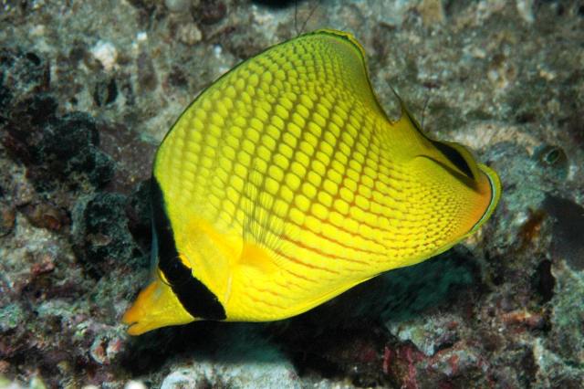 Danh sách các loại cá cảnh biển - phần I 37 Hình ảnh Cá Đào Sọc Vàng