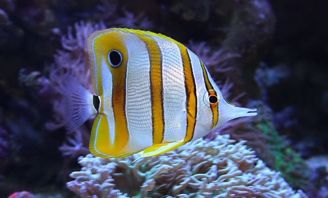 Danh sách các loại cá cảnh biển - phần I 38 Hình ảnh Cá Đào Học Trò