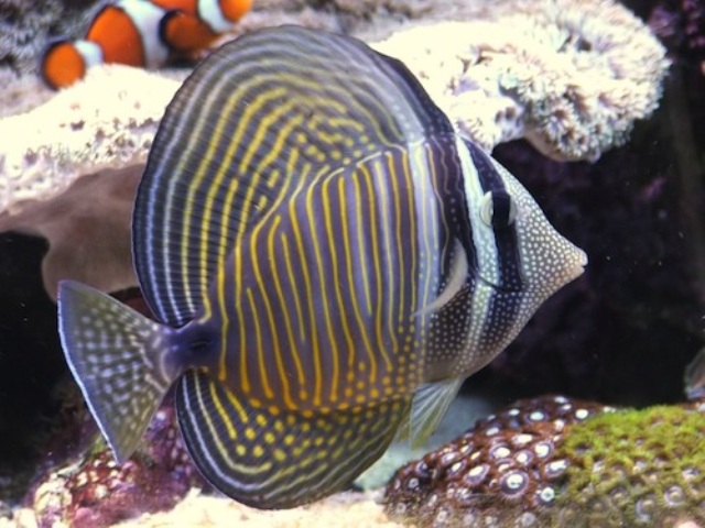 Danh sách các loại cá cảnh biển - phần I 40 Hình ảnh Cá Chim Dù