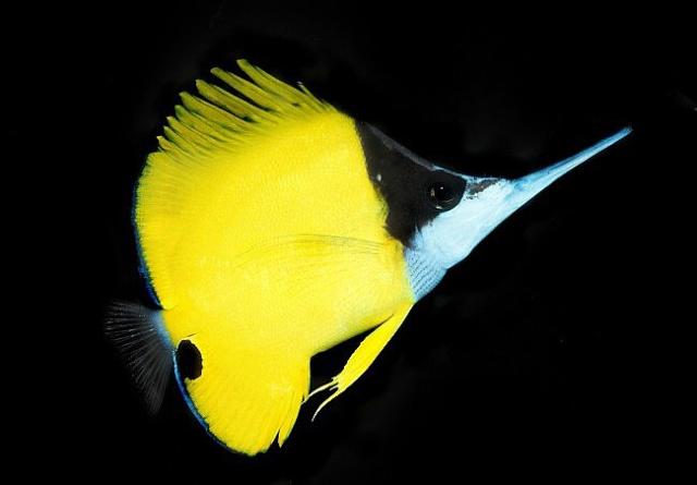 Danh sách các loại cá cảnh biển - phần I 41 Hình ảnh Cá Chim Sâu