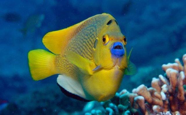 Danh sách các loại cá cảnh biển - phần I 42 Hình ảnh Cá Hoàng Yến