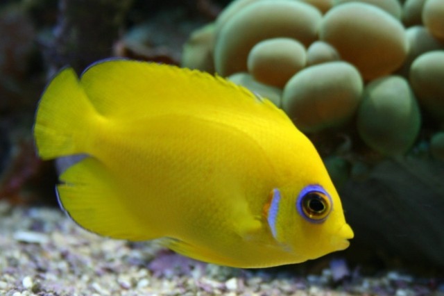 Danh sách các loại cá cảnh biển - phần I 43 Hình ảnh Cá Sim Vàng