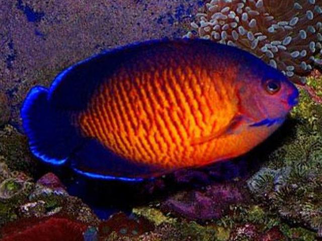 Danh sách các loại cá cảnh biển - phần I 44 Hình ảnh Cá Sim Tím
