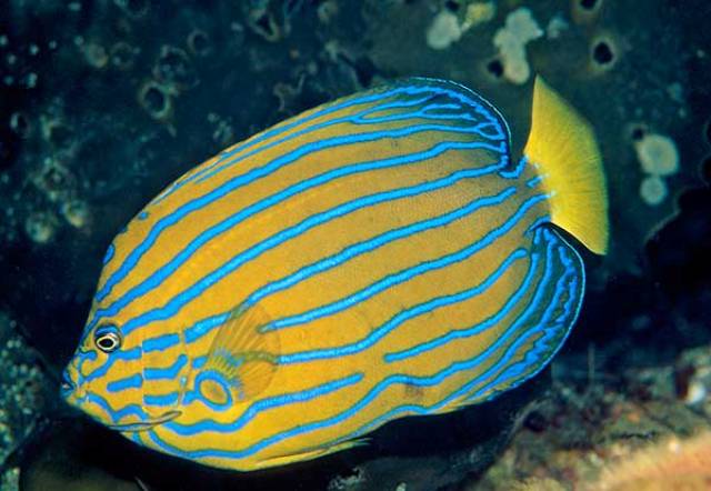 Danh sách các loại cá cảnh biển - phần I 46 Hình ảnh Cá Hoàng Hậu Đuôi Vàng