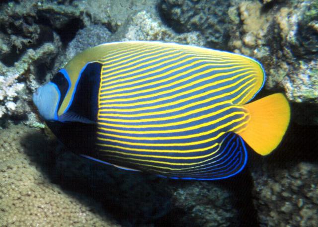 Danh sách các loại cá cảnh biển - phần I 47 Hình ảnh Cá Hoàng Đế