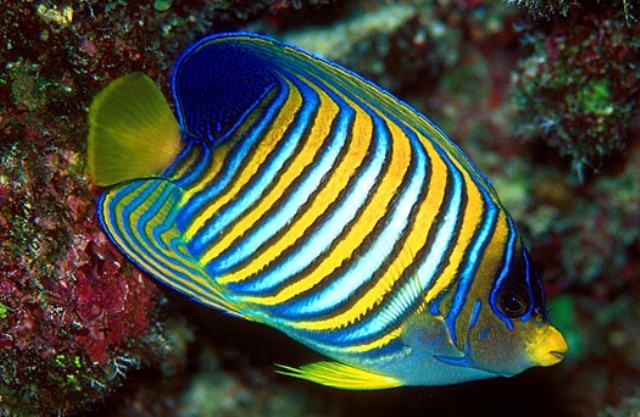 Danh sách các loại cá cảnh biển - phần I 48 Hình ảnh Cá Hoàng Gia