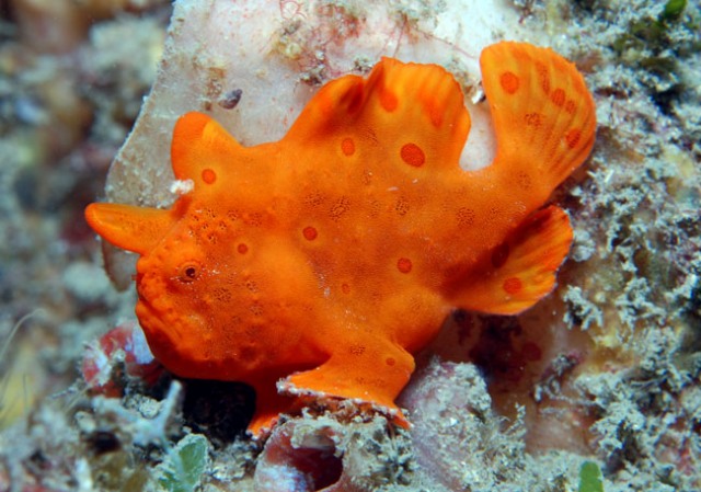 Danh sách các loại cá cảnh biển - phần I 5 Hình ảnh cá Lã Vọng