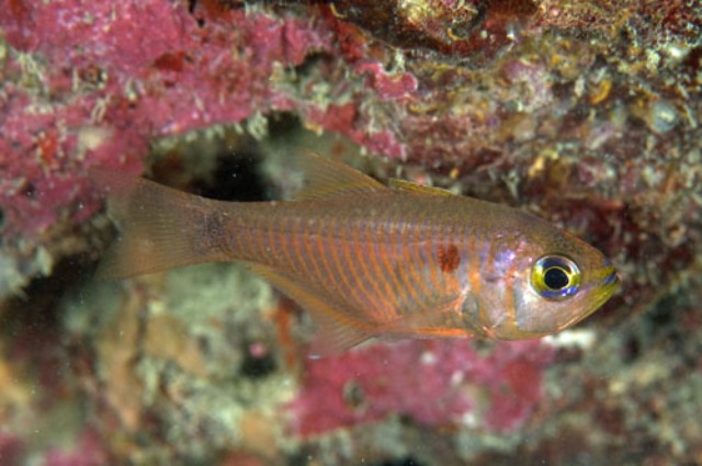 Danh sách các loại cá cảnh biển - phần I 6 Hình ảnh cá Sơn Mắt Trắng