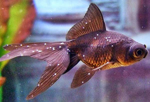 Ich trên cá là gì? Triệu chứng và Cách Điều Trị Hiệu Quả 2 637375085914555233 benhICH Ich trên cá là gì? Triệu chứng và Cách Điều Trị Hiệu Quả