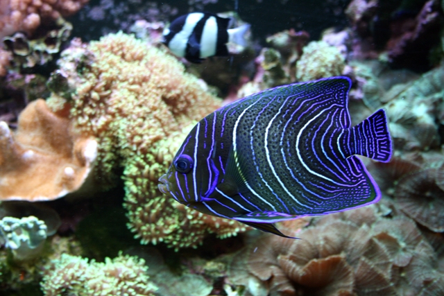 Danh sách các loại cá cảnh biển - phần I 7 Hình ảnh cá Chim Xanh
