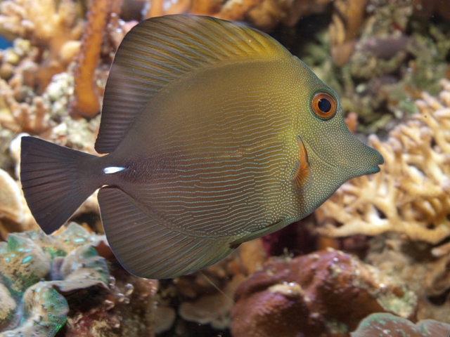 Danh sách các loại cá cảnh biển - phần I 8 Hình ảnh cá Xì Bích