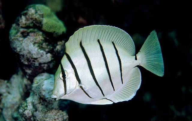 Danh sách các loại cá cảnh biển - phần I 9 Hình ảnh cá Bắp Nẻ Sọc