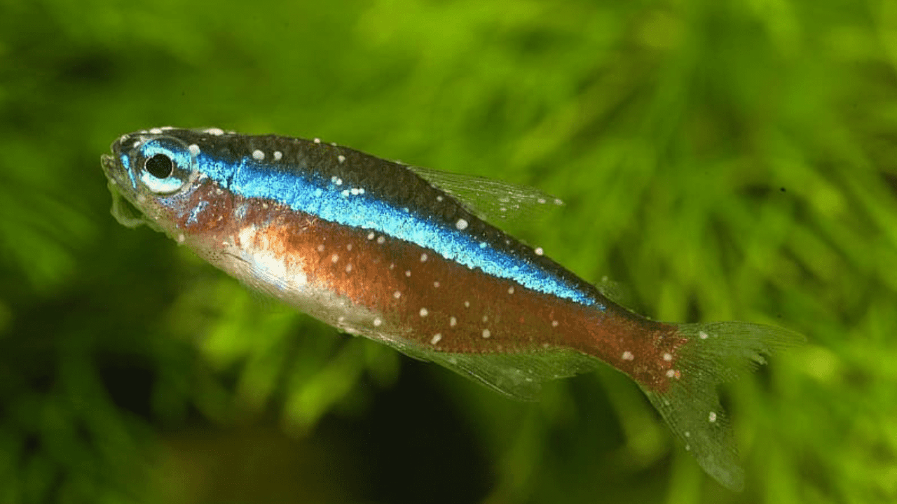 You are currently viewing Ich trên cá là gì? Triệu chứng và Cách Điều Trị Hiệu Quả