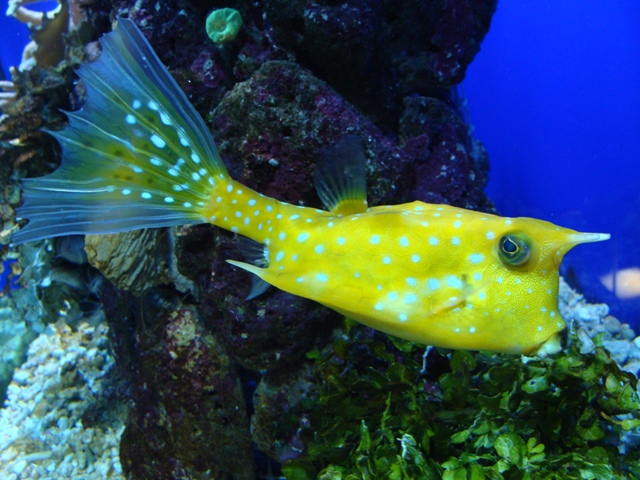 Danh sách các loại cá cảnh biển - phần II 16 Hình ảnh Cá Bò Sừng Đuôi Dài