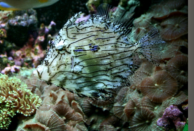 Danh sách các loại cá cảnh biển - phần II 18 Hình ảnh Cá Bò Vằn Gai