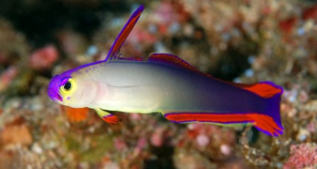 Danh sách các loại cá cảnh biển - phần II 8 Hình ảnh Cá Bống Cờ Lửa