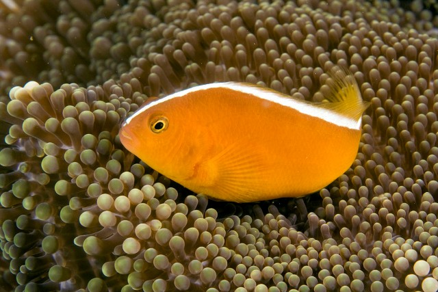 Danh sách các loại cá cảnh biển - phần II 21 Hình ảnh Cá Khoang Cổ Cam