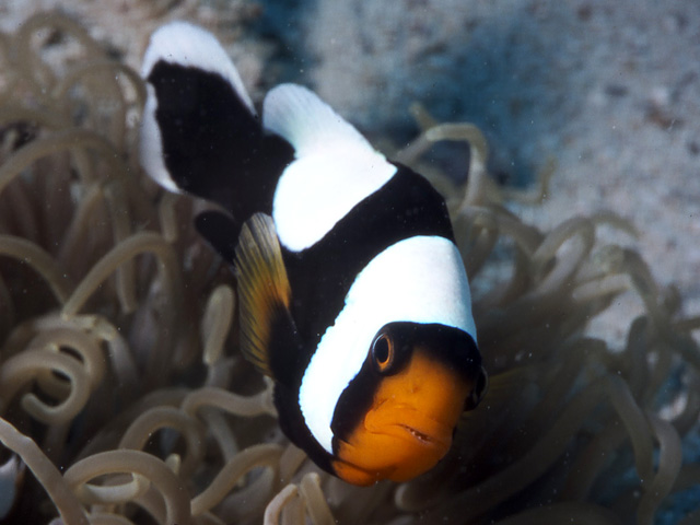 Danh sách các loại cá cảnh biển - phần II 24 Hình ảnh Cá Khoang Cổ Hề