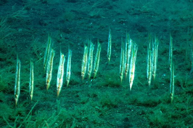 Danh sách các loại cá cảnh biển - phần II 28 Hình ảnh Cá Lưỡi Dao