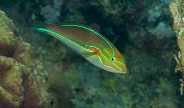 Danh sách các loại cá cảnh biển - phần II 33 Hình ảnh Cá Mó Sọc