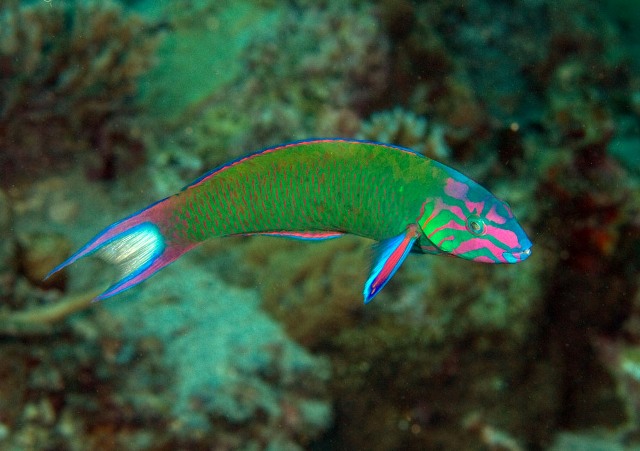 Danh sách các loại cá cảnh biển - phần II 35 Hình ảnh Cá Mó Xanh Đuôi Vàng