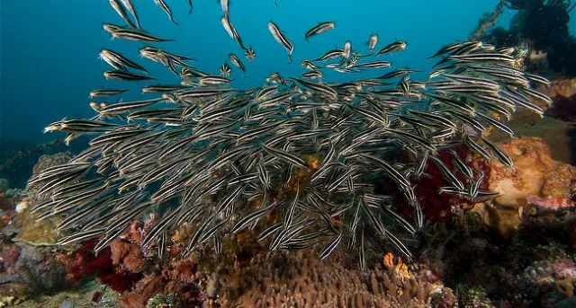 Danh sách các loại cá cảnh biển - phần II 36 Hình ảnh đàn Cá Ngát